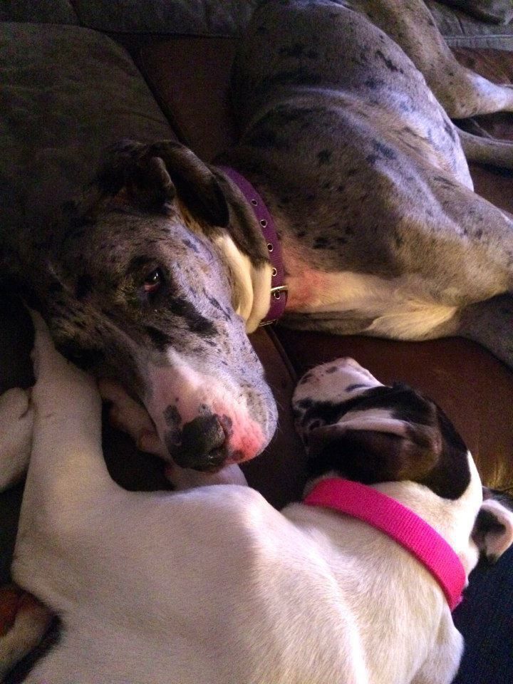 Penny and Cookie, the Ervin's Great Danes.